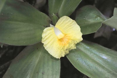 Chamaecostus acaulis, photographed by Morten Ross