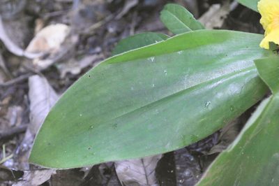 Chamaecostus acaulis, photographed by Morten Ross
