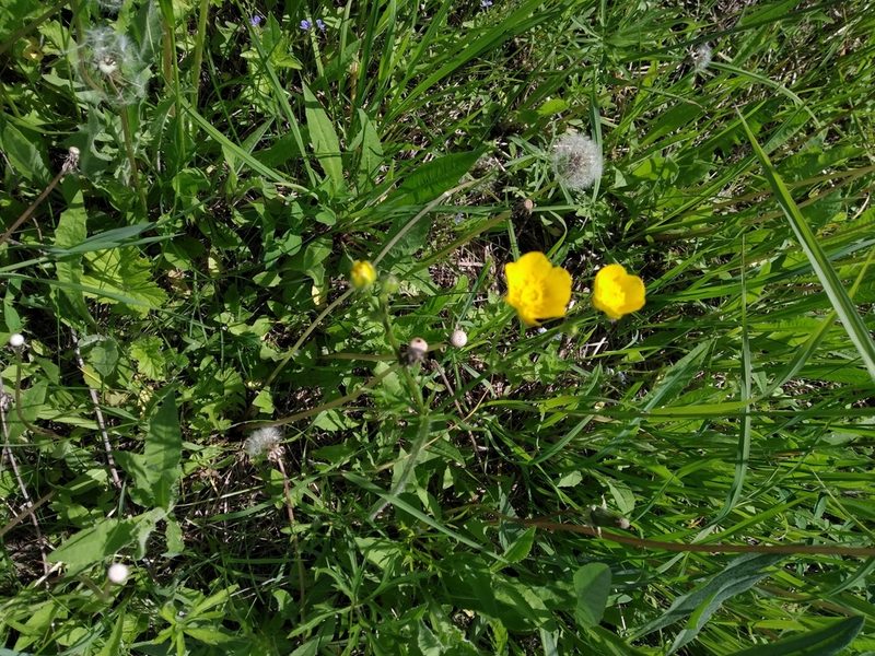 Ranunculus polyanthemos, photographed by Vladimir Atachkin