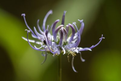 Phyteuma orbiculare, photographed by Tim Johnson