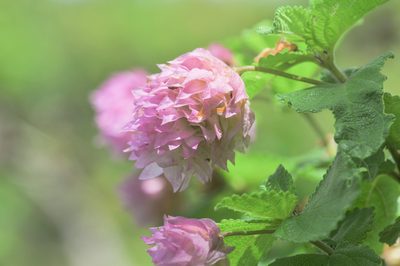 Lippia lupulina, photographed by Morten Ross