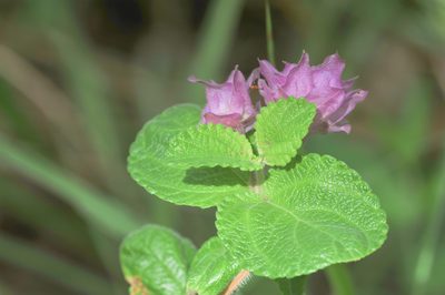 Lippia lupulina, photographed by Morten Ross