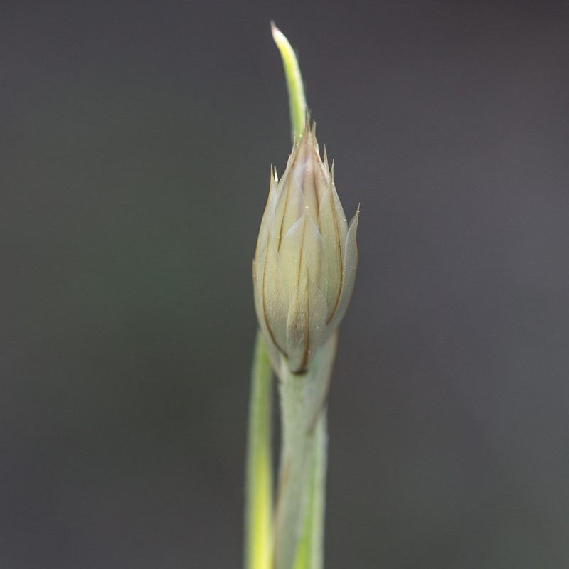 Catananche caerulea, photographed by Tim Johnson
