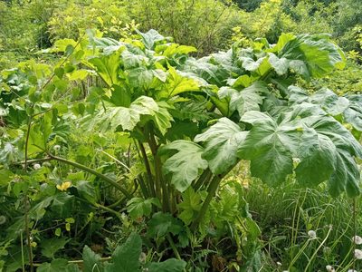 Heracleum sosnowskyi, photographed by Dmitry Semigradsky