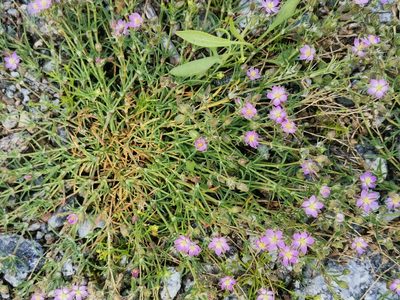 Spergularia rubra, photographed by Ilkka Kaita-aho