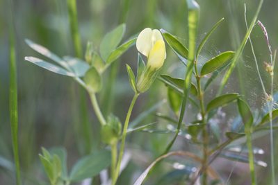 Lotus maritimus, photographed by Tim Johnson