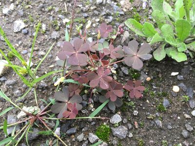 Oxalis corniculata, photographed by Luka S. (someplant)