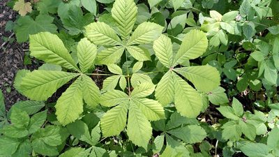 Aesculus hippocastanum, photographed by Thierry Helminger