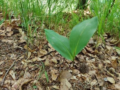 Convallaria majalis, photographed by Paul Braun