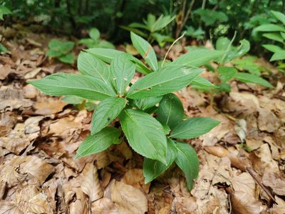 Mercurialis perennis, photographed by Paul Braun