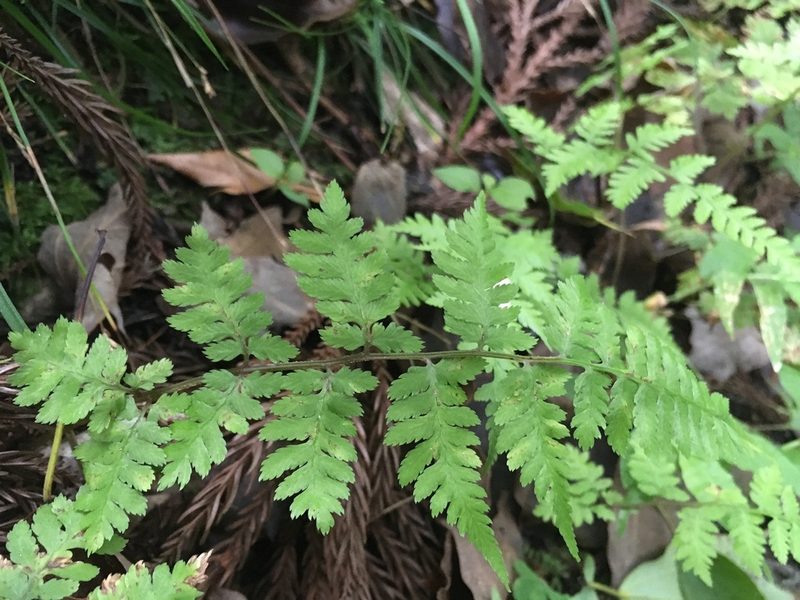 Anisocampium niponicum, photographed by Luka S. (someplant)