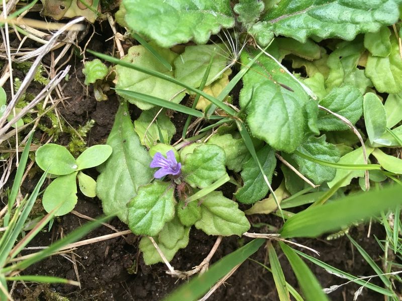 Ajuga decumbens, photographed by Luka S. (someplant)