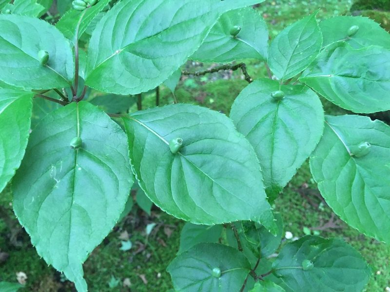 Helwingia japonica, photographed by Luka S. (someplant)