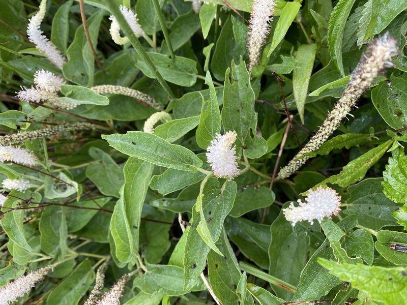 Saururus cernuus, photographed by Brian O'Meara