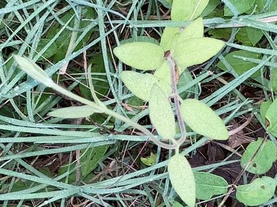 Lonicera japonica