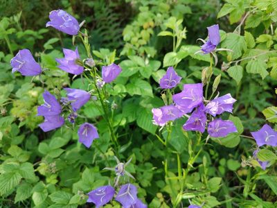 Campanula persicifolia, photographed by Paul Braun