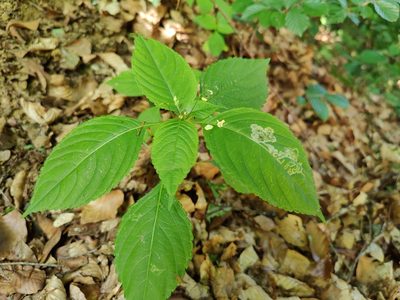 Impatiens parviflora, photographed by Paul Braun