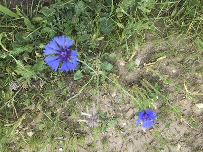 Centaurea cyanus, photographed by Alan Young