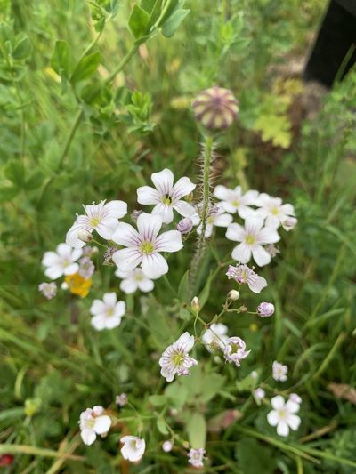 Gypsophila elegans, photographed by Alan Young