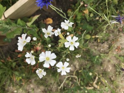 Gypsophila elegans, photographed by Alan Young