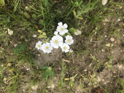 Gypsophila elegans, photographed by Alan Young