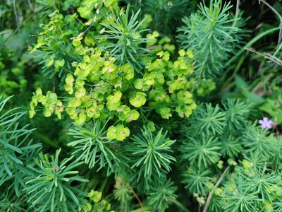 Euphorbia cyparissias, photographed by Paul Braun