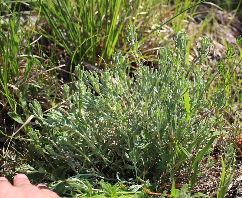 Teucrium polium, photographed by Юрий Данилевский (Yuriy Danilevsky)