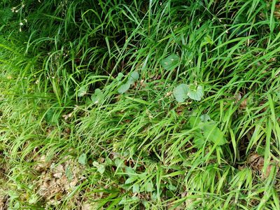 Melica uniflora, photographed by Paul Braun