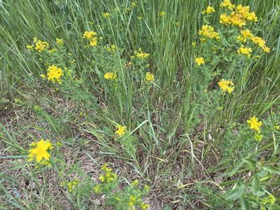 Hypericum perforatum, photographed by Charles Joynson