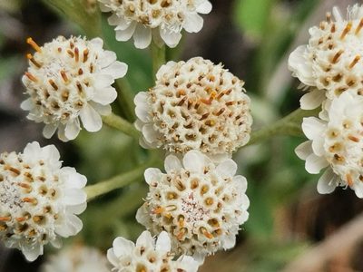 Antennaria dioica, photographed by Ilkka Kaita-aho