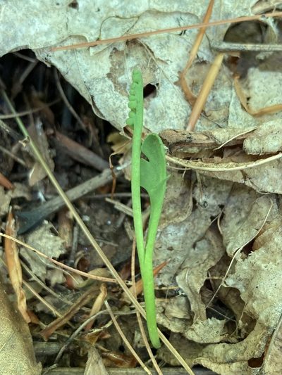 Botrychium simplex, photographed by er-birds