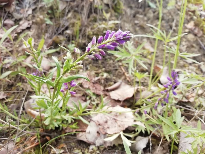 Polygala comosa, photographed by Anatoliy Ananin