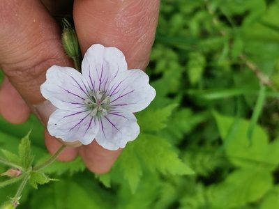 Geranium sylvaticum, photographed by Ilkka Kaita-aho