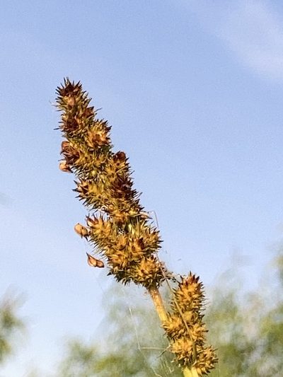 Carex annectens, photographed by Joseph McPhail