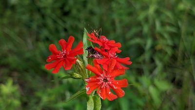 Silene chalcedonica, photographed by john_hall