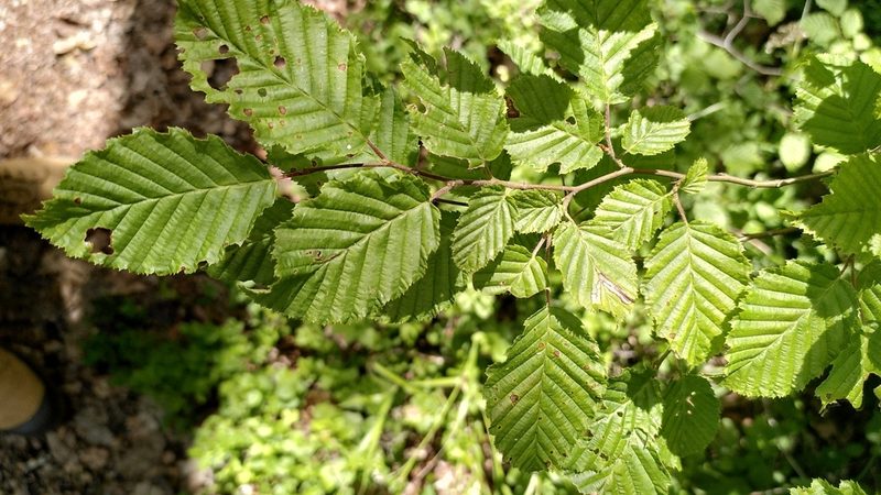 Carpinus betulus, photographed by Thierry Helminger