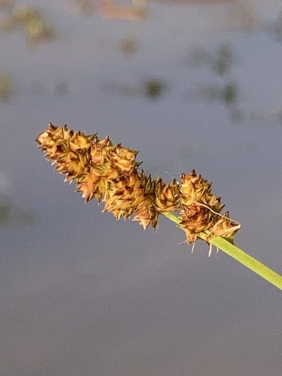 Carex annectens, photographed by Joseph McPhail