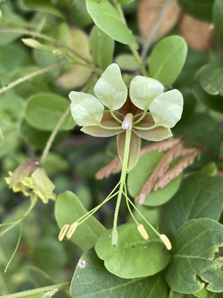 Cadaba farinosa, photographed by Joan Willson