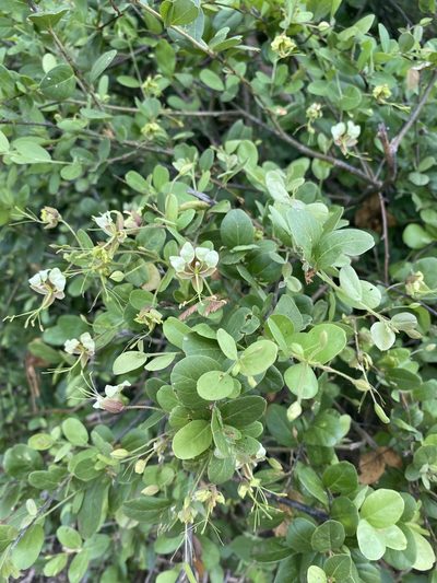 Cadaba farinosa, photographed by Joan Willson