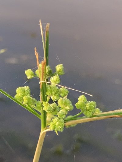 Cyperus pseudovegetus, photographed by Joseph McPhail