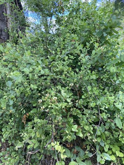 Cadaba farinosa, photographed by Joan Willson