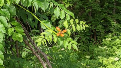 Campsis radicans, photographed by john_hall