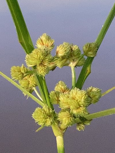 Cyperus pseudovegetus, photographed by Joseph McPhail