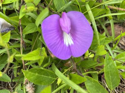 Centrosema virginianum, photographed by Steve Taylor