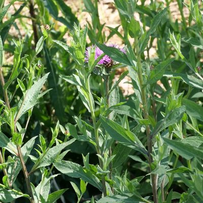 Centaurea jacea, photographed by olrett