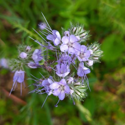 Phacelia tanacetifolia