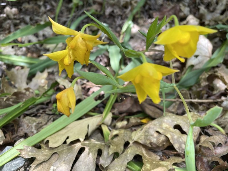 Calochortus amabilis, photographed by Leah Gardner