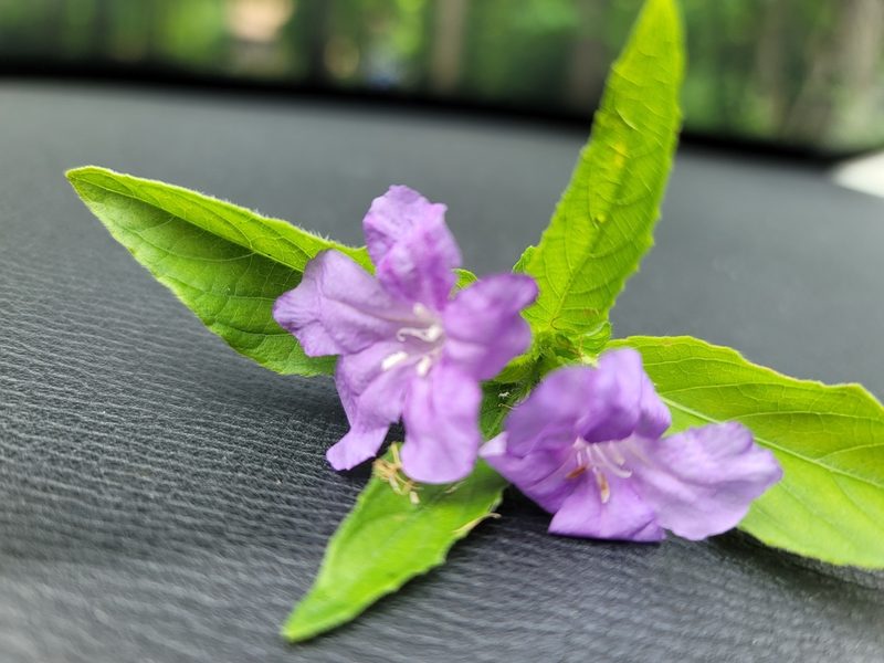Ruellia caroliniensis, photographed by Judith Bush