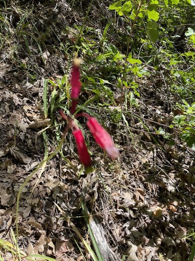 Dichelostemma ida-maia, photographed by Leah Gardner