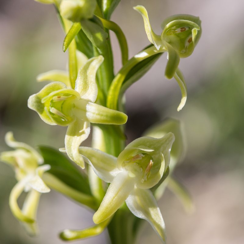 Platanthera chlorantha, photographed by Tim Johnson